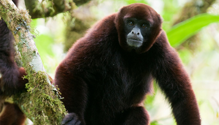 yellow-tailed woolly monkey