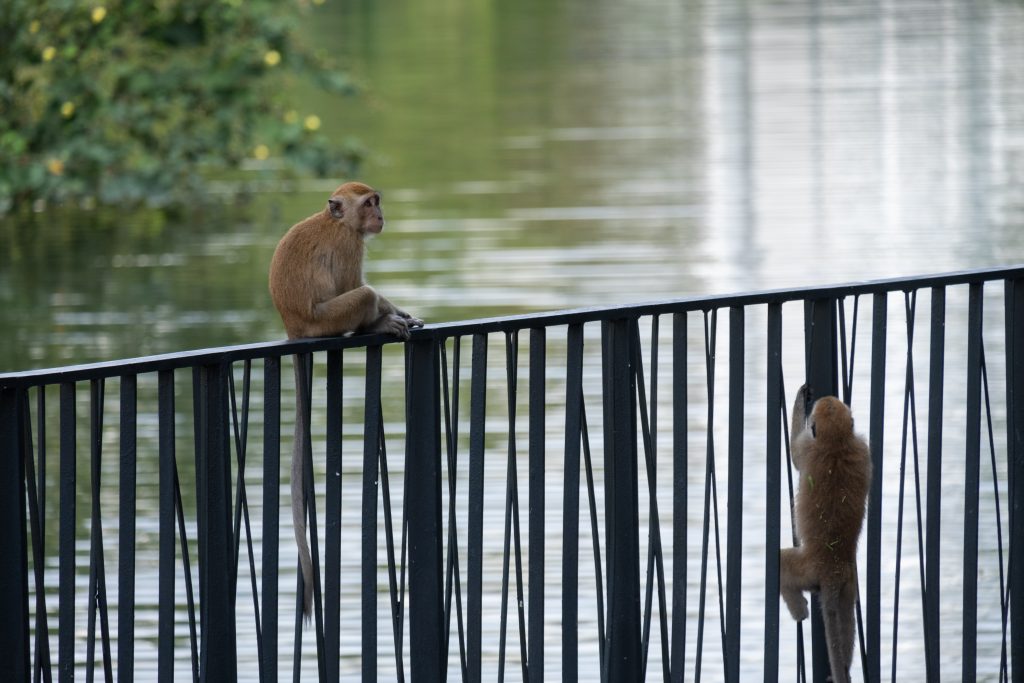 Long-tailed Macaques in a human urban area (Punggol Waterway).