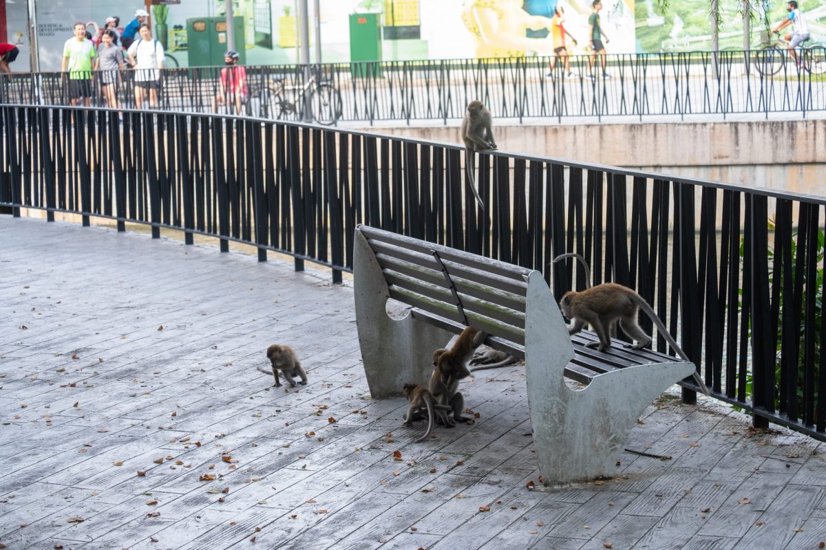 A troop of monkeys hang out around a grey bench at Punggol Waterway. Members of the public watch them from afar, not interacting with the monkeys.