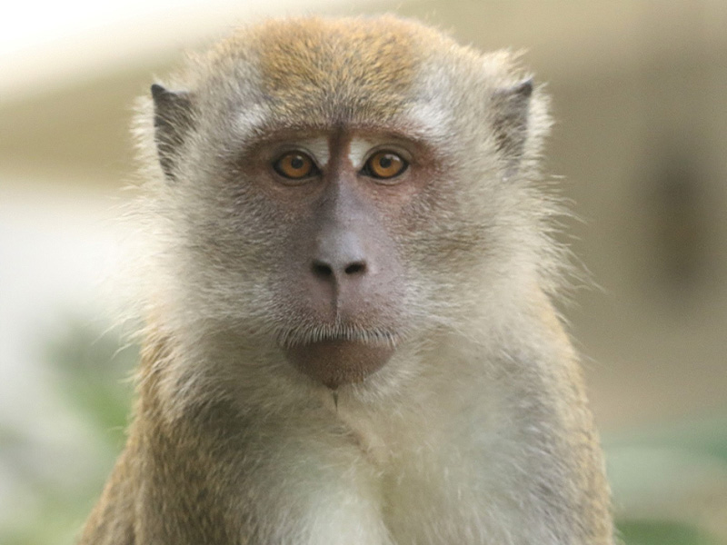 Long-tailed Macaque