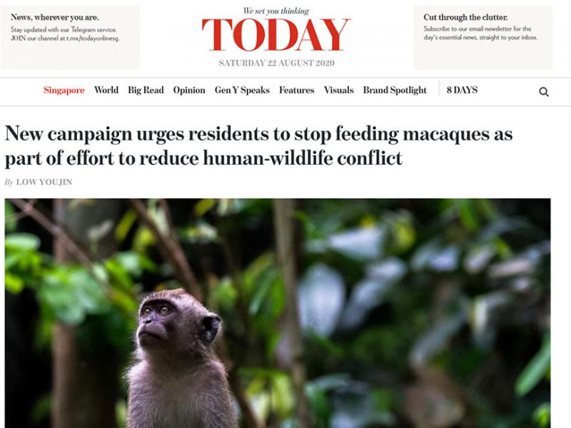 New campaign urges residents to stop feeding macaques as part of effort to reduce human-wildlife conflict Read more at https://www.todayonline.com/singapore/new-campaign-urges-residents-stop-feeding-macaques-part-effort-reduce-human-wildlife